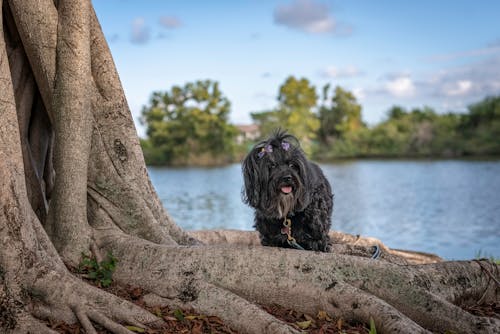 Black Long Coat Small Dog by a Tree