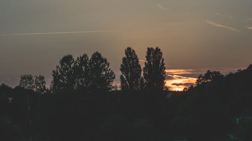 Photographie De Silhouette D'arbres