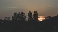 宁静的日落场景中，树木映衬着充满活力的天空