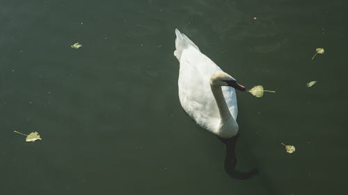 Základová fotografie zdarma na téma labuť, příroda, voda