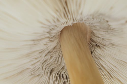 Close up of Mushroom