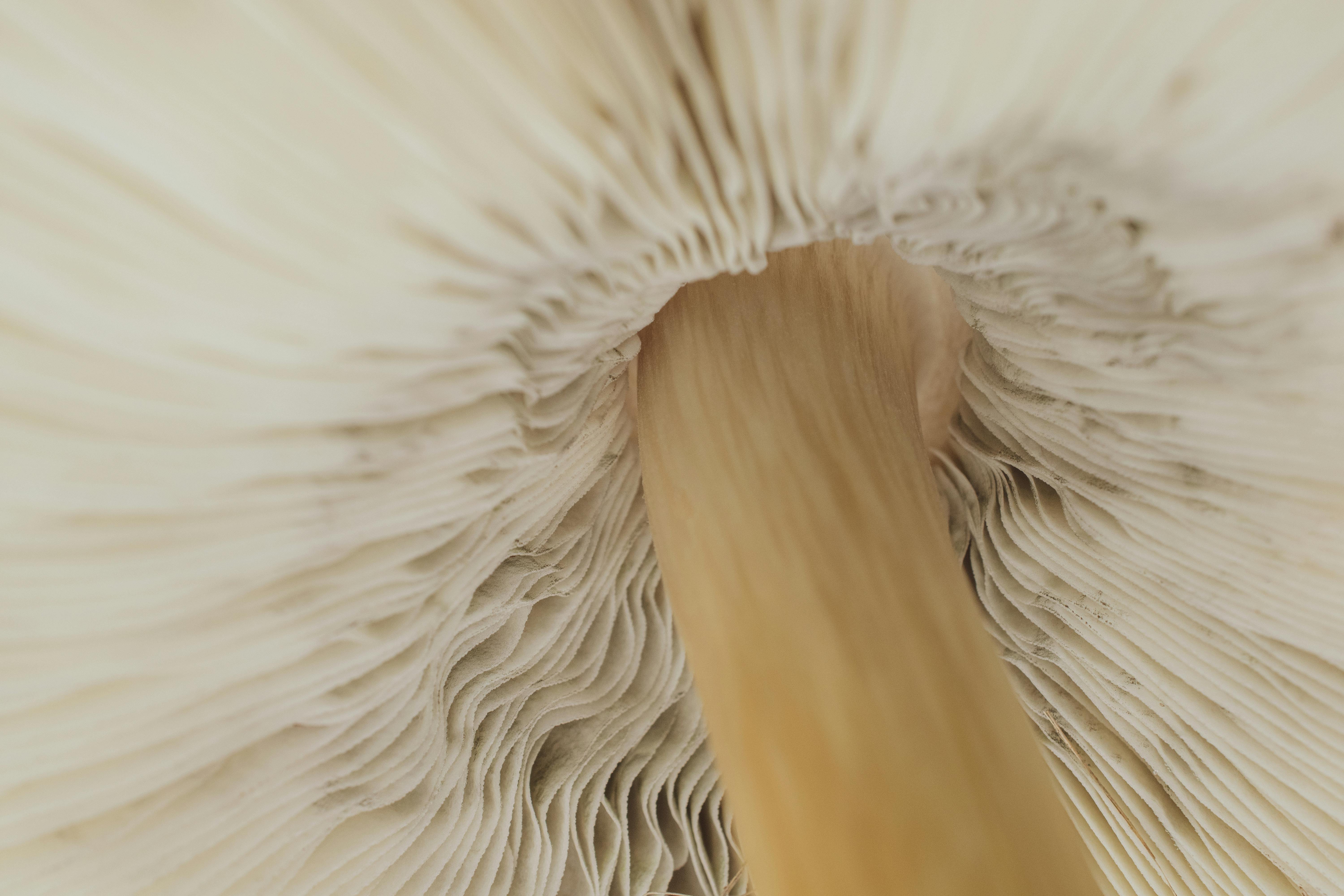 Mushroom Stem Photos, Download The BEST Free Mushroom Stem Stock Photos