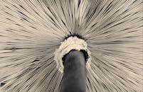 Bottom View of Macro of Mushroom Pattern