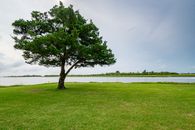 湖边有一棵夏日宁静的树