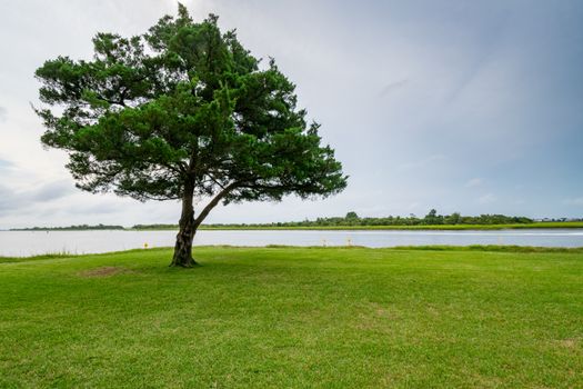 湖边有一棵夏日宁静的树