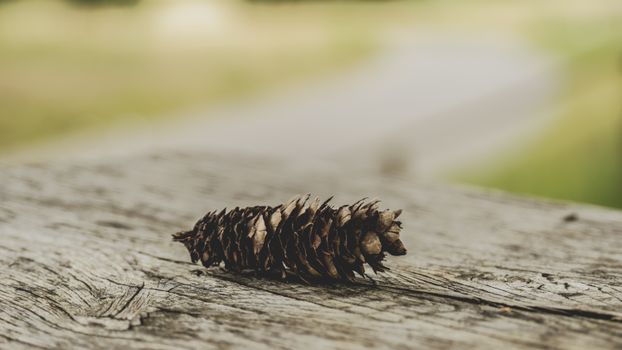 Detailed close-up of a pine cone on a rustic wooden surface outdoors.