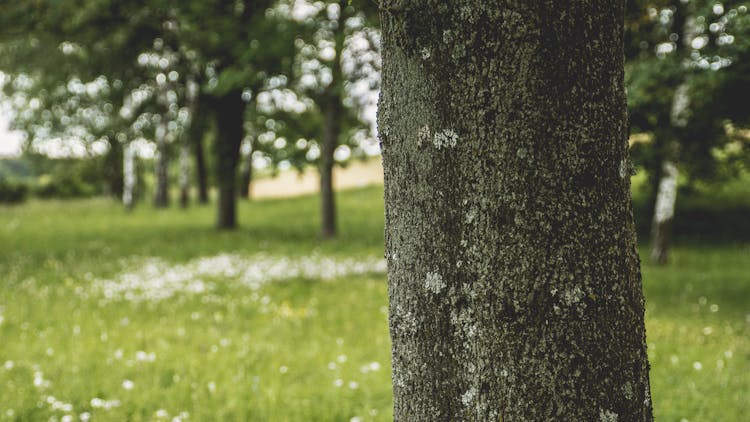 Tree Trunk Photo