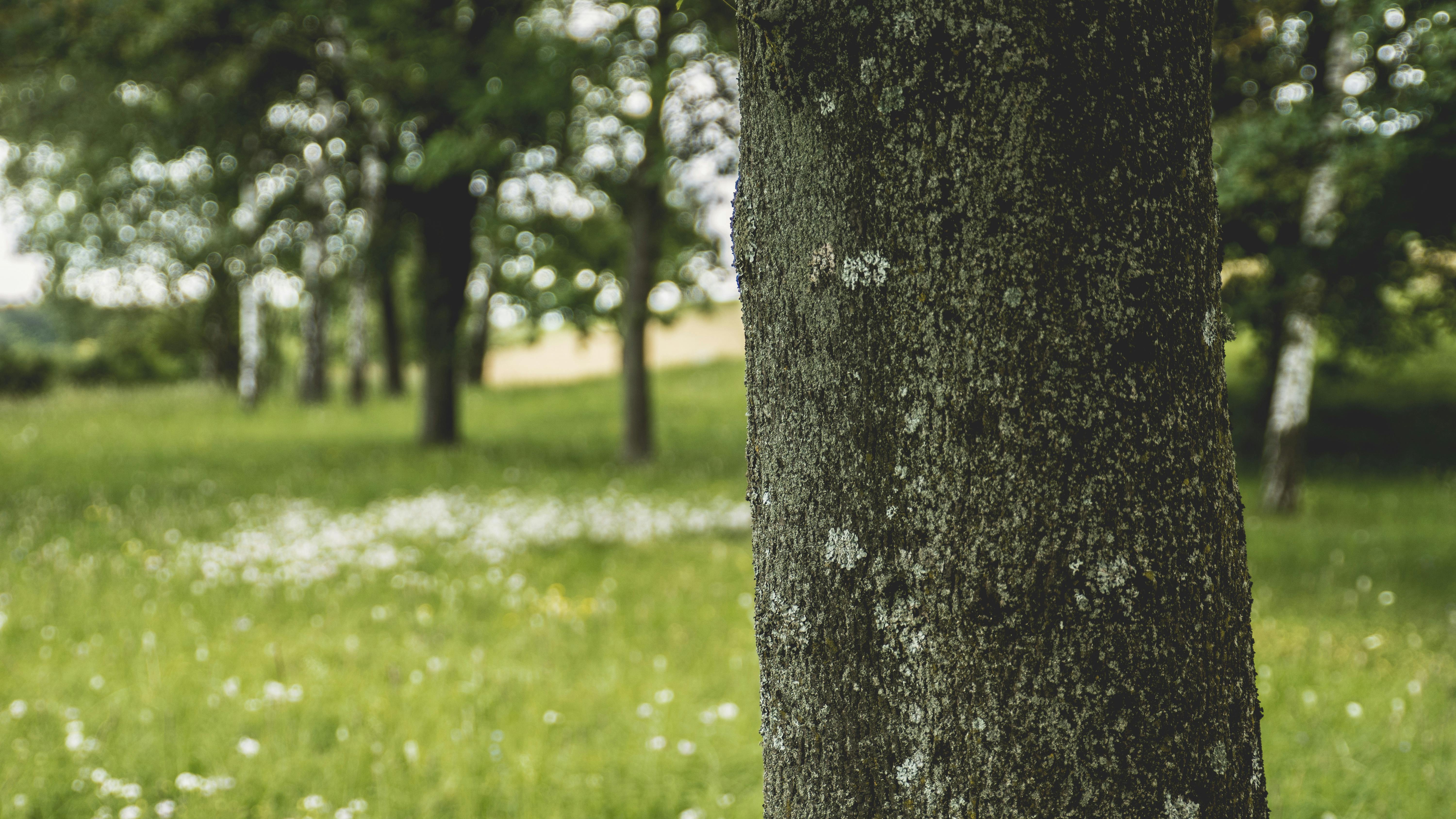 Bluetooth Speaker Hanging on Tree Trunk · Free Stock Photo