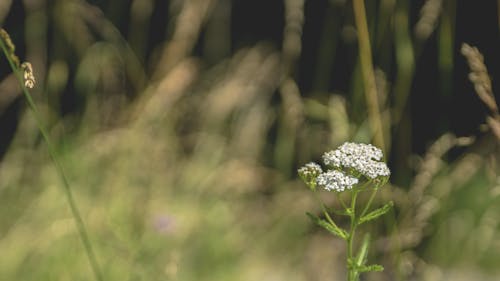Free stock photo of blossoms, grass, meadow