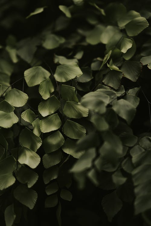 Green leaves growing in forest