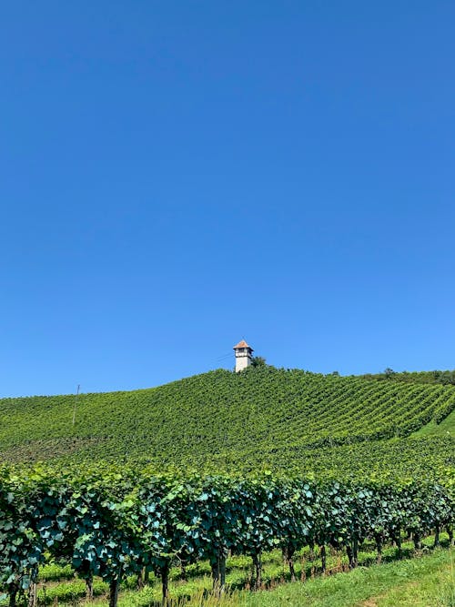 Scenic View of a Field against a Clear Blue Sky