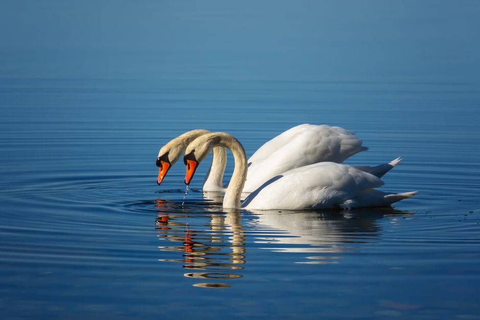 Two elegant swans dip their heads in a tranquil and calm lake, surrounded by reflections.