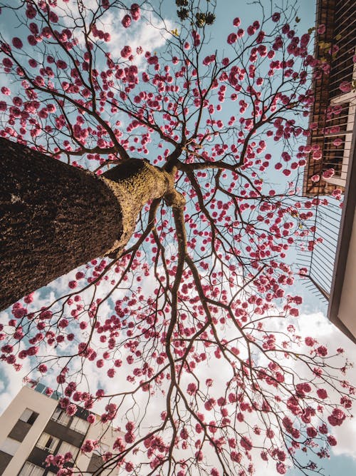 Ilmainen kuvapankkikuva tunnisteilla abstrakti, árvore, árvore com flores