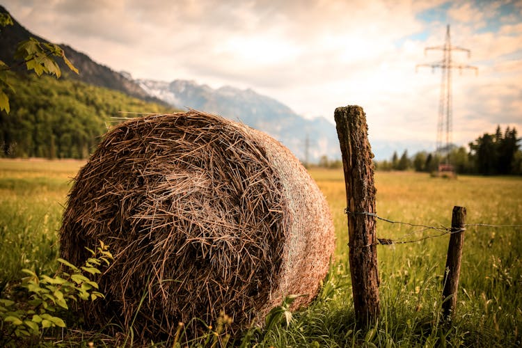 Hay Beside Brown Wood Slab