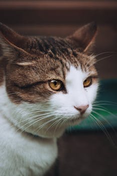A detailed close-up of a domestic cat with striking eyes and tabby markings.