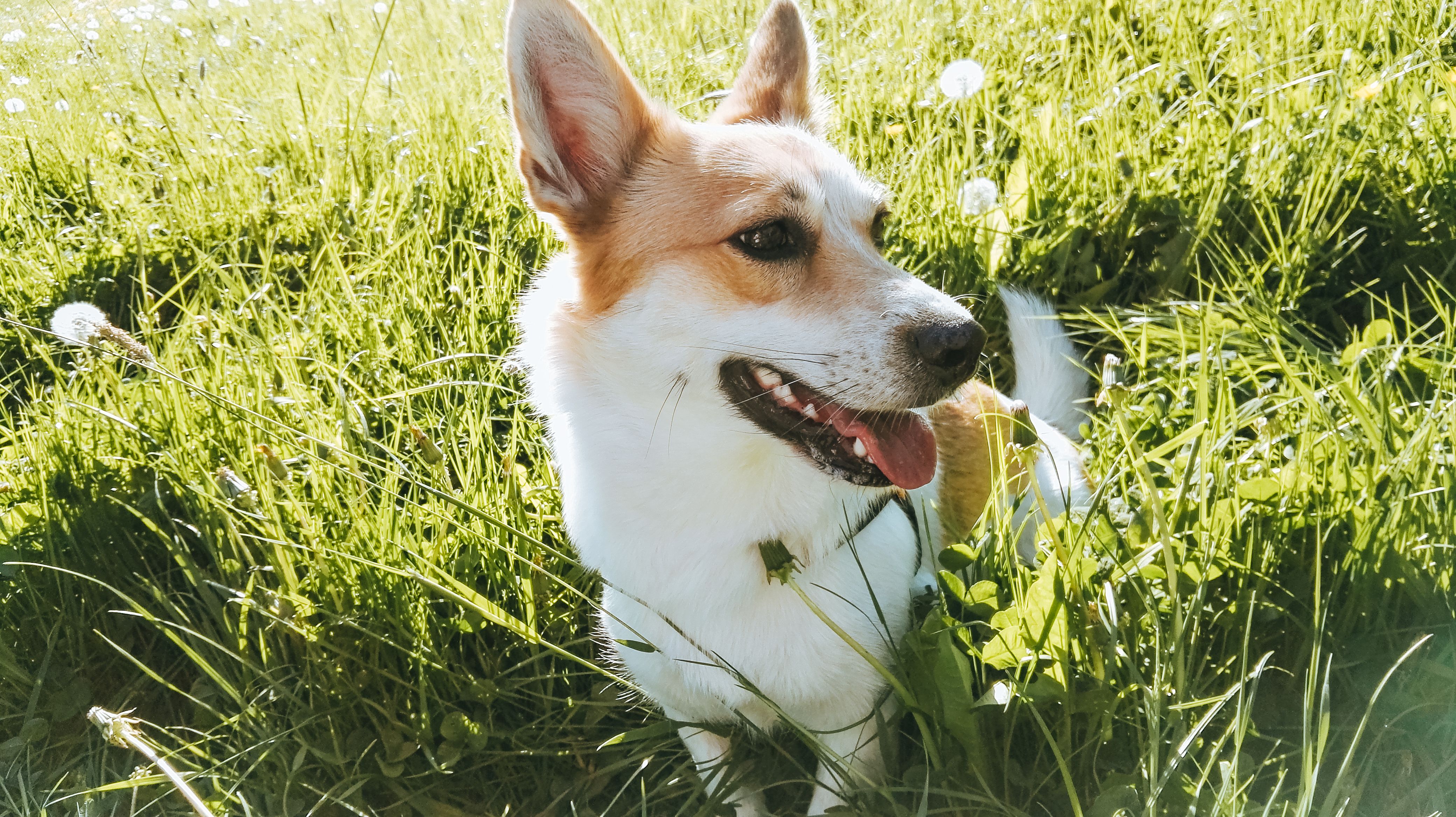 White and Brown Dog on Green Grass Field · Free Stock Photo
