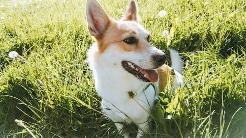 White and Brown Dog on Green Grass Field