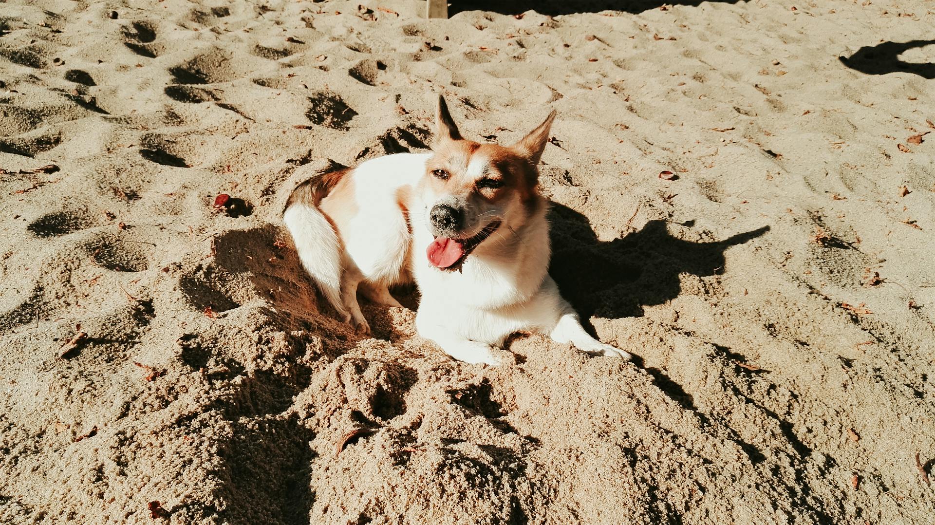 Un chien à poil court, blanc et brun, couché sur le sable, la langue en l'air