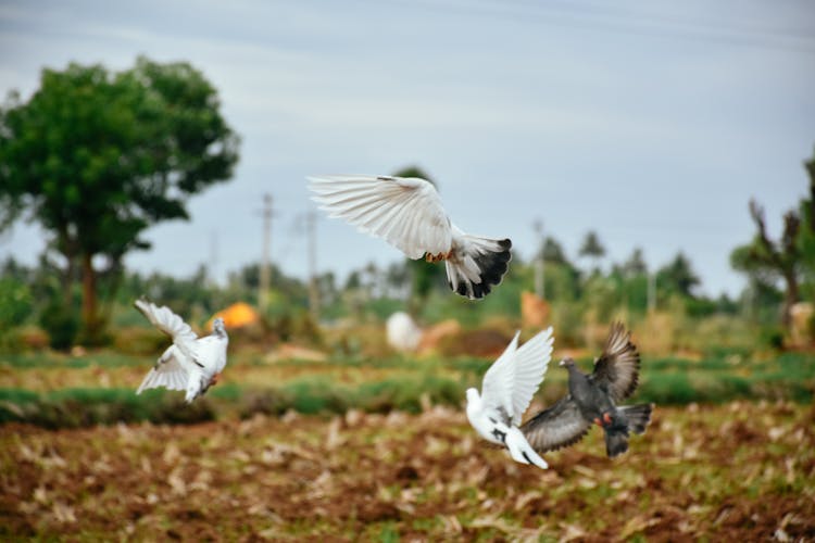 Photo Of Pigeons Flying 