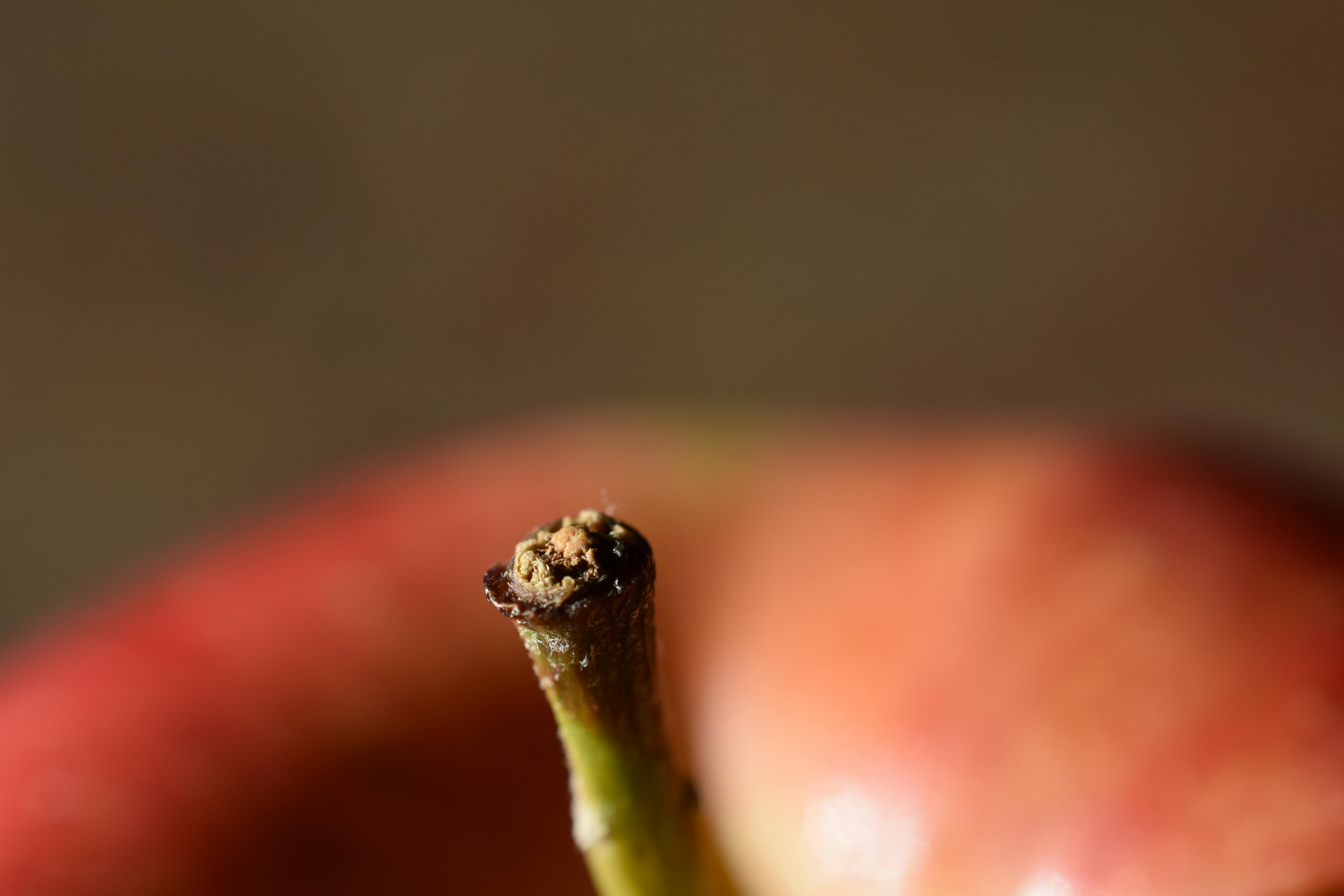 Free stock photo of apple, Apple Stem, fruit