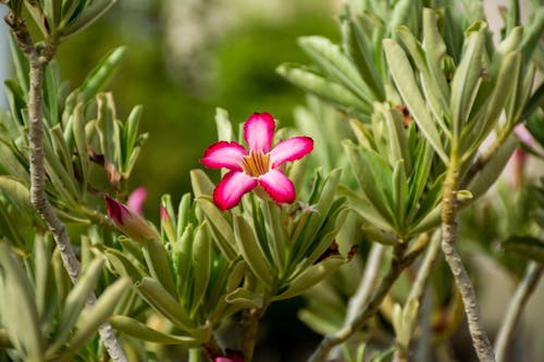 Kostnadsfri bild av anläggning, blomma, färsk