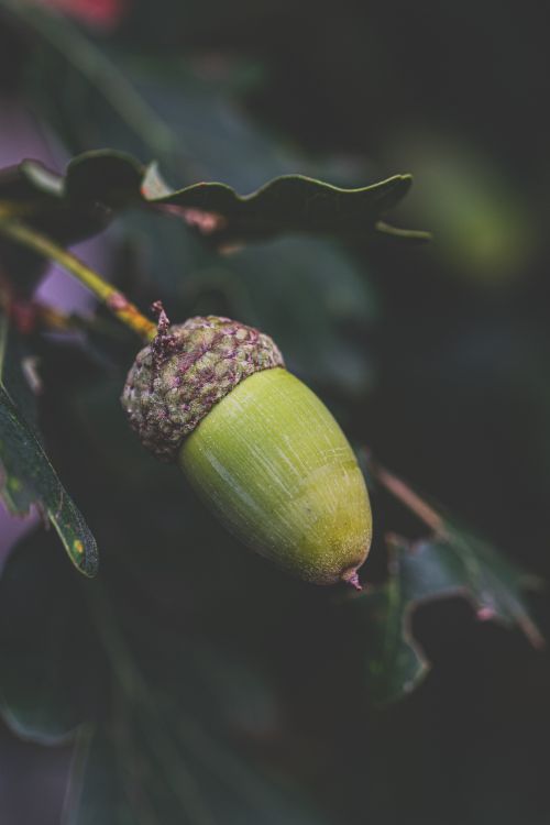 Free Close-up of an unripe acorn on an oak tree branch surrounded by leaves. Stock Photo