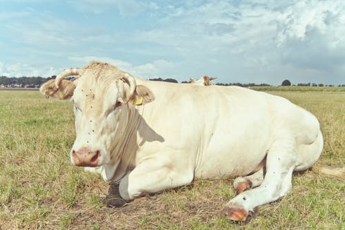 A White Cow Lying on a Green Grass Field