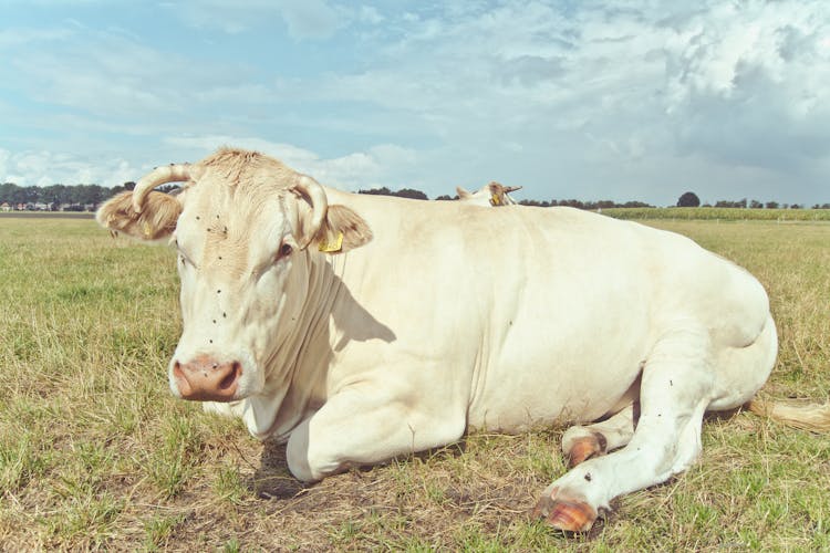 A White Cow Lying On A Green Grass Field