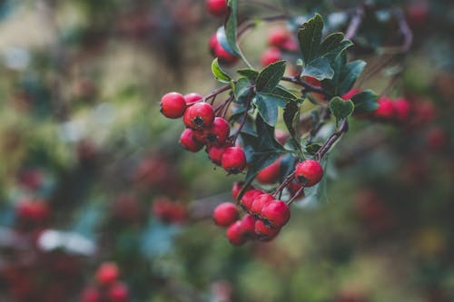 Foto stok gratis beri merah, buah-buahan, Daun-daun