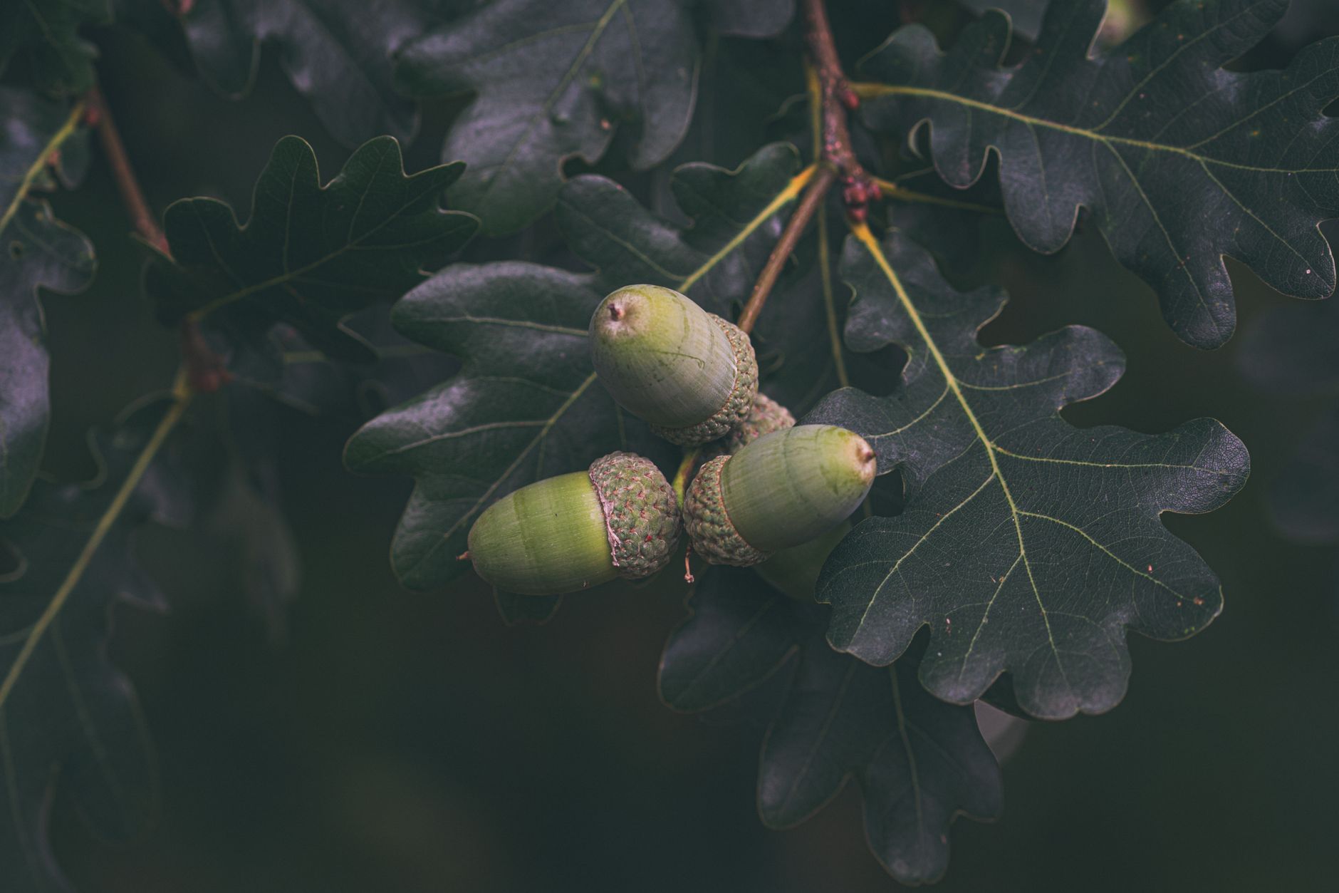 Mastering Cold Stratification for Temperate Tree Seeds: A Step-by-Step Guide to Germinating Oaks, Maples, and Fruit Tree Pits at Home