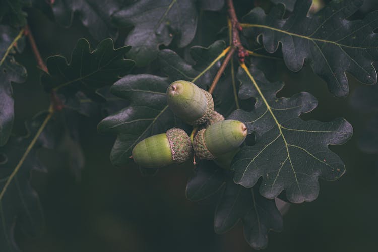 Unripe Acorns And Leaves