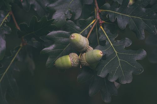 Free Detailed view of green unripe acorns on an oak tree branch with lush green leaves. Stock Photo