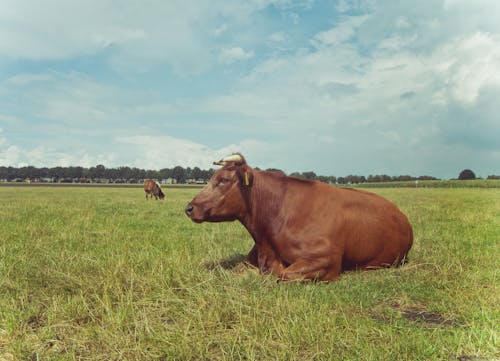 Free A Brown Cow Lying on Green Grass Field Stock Photo