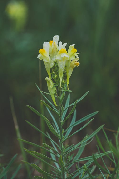 Yellow Flowers Blooming