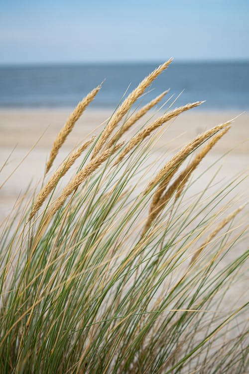 ビーチ, 垂直ショット, 小麦の無料の写真素材