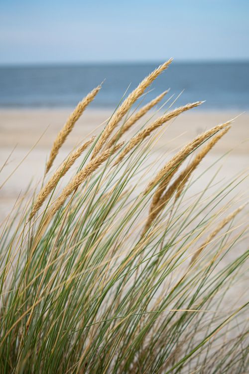 Free Close-up of coastal wheatgrass waving against a tranquil beach backdrop, capturing a serene summer day. Stock Photo