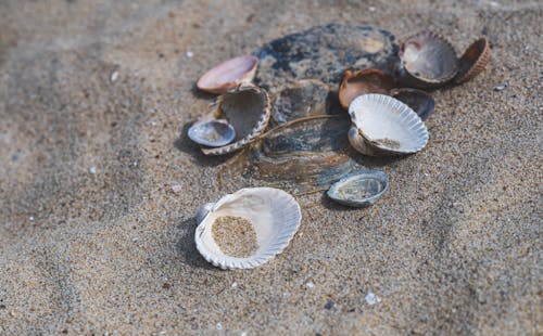 Seashells on Sand