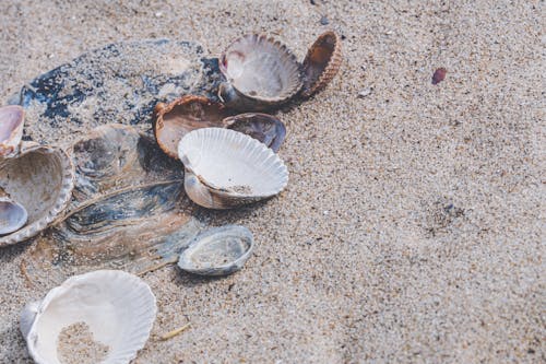 Seashells on Sand