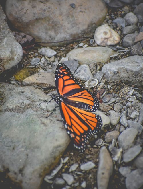 Free High angle vivid bright orange monarch butterfly sitting on stony ground in park in daylight Stock Photo
