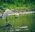 Full length great white heron standing on stone on tranquil pond in lush green park on sunny summer weather