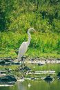 Wild heron with long curvy neck standing on lake shore