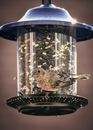 Cute pine siskin bird standing on bird feeder