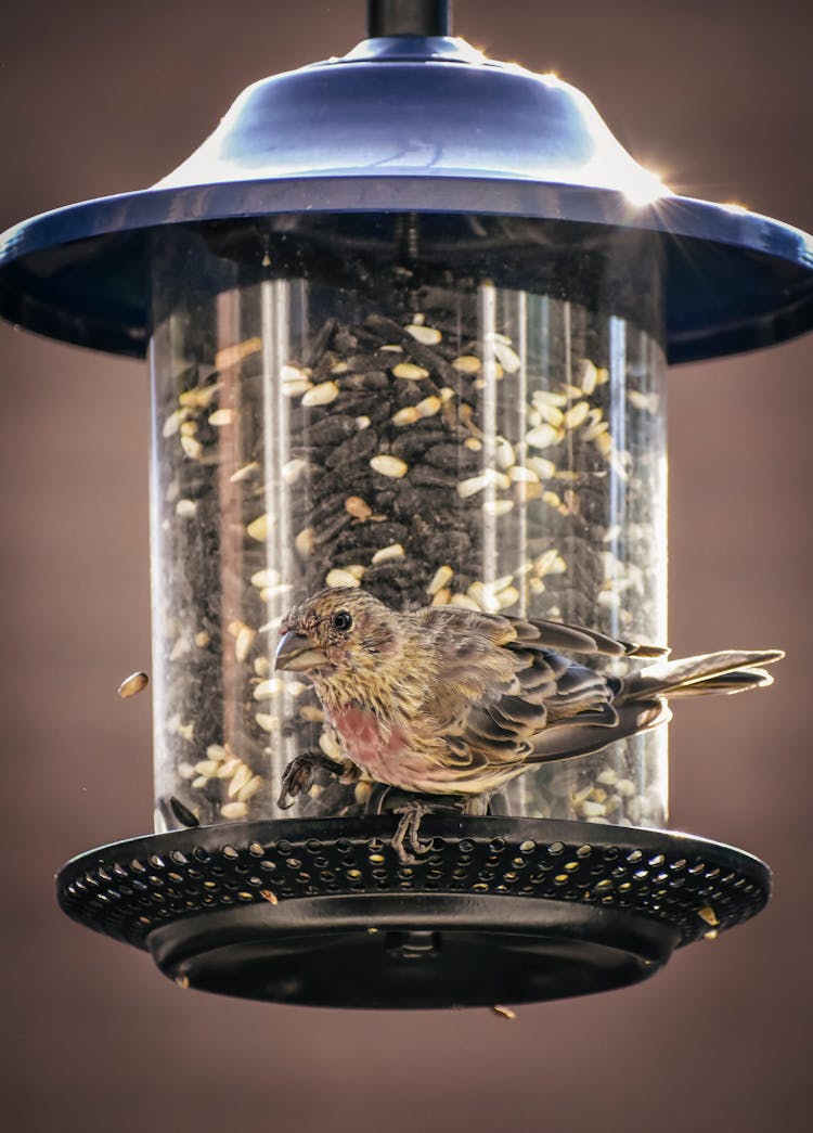 Cute Pine Siskin Bird Standing On Bird Feeder