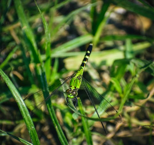 Free From above full body green dragonfly with spread black wings sitting on verdant plant in summer nature Stock Photo