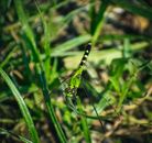 From above full body green dragonfly with spread black wings sitting on verdant plant in summer nature
