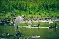 Wild egret standing on lake near swimming ducks