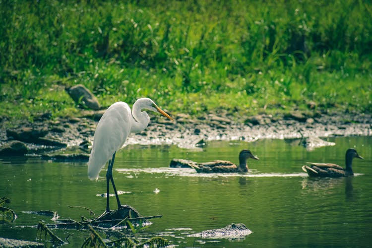 Wild Egret Standing On Lake Near Swimming Ducks