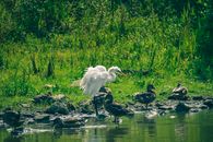 Great white heron standing on lush lake shore near ducks and shaking feathers on sunny summer day