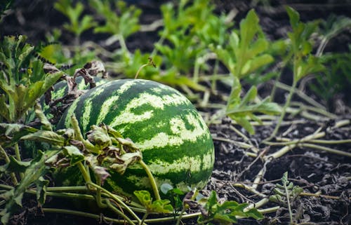 Watermelon ripening on lush green field