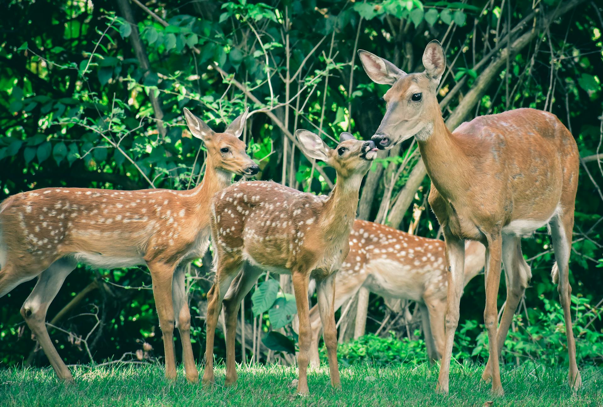 Herd of graceful mother deer with fawns